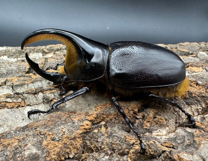 即ブリ《サタンオオカブト 79.5mm ペア》