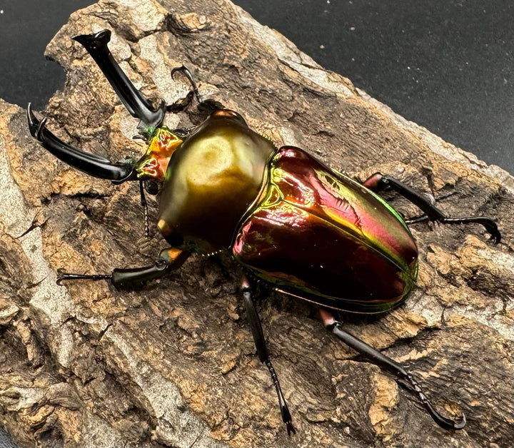 《ニジイロクワガタ 58mm ペア》