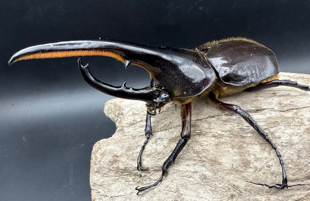 《ヘラクレス・ヘラクレス 131mm ペア》