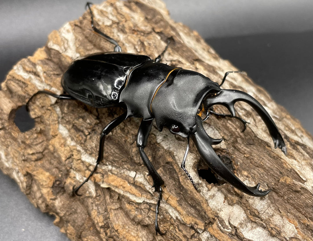 【WD】大型大歯《インターメディアツヤクワガタ 90mmUP ペア》