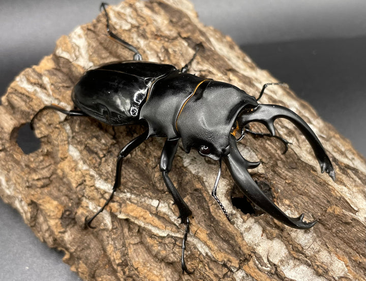 【WD】大型大歯《インターメディアツヤクワガタ 90mmUP ペア》