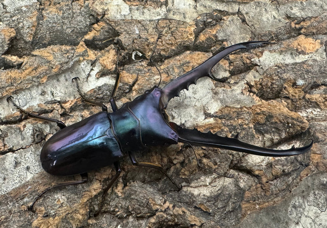 【美麗】《メタリフェルホソアカ 78mm ペア》わたくわ氏ブリード個体