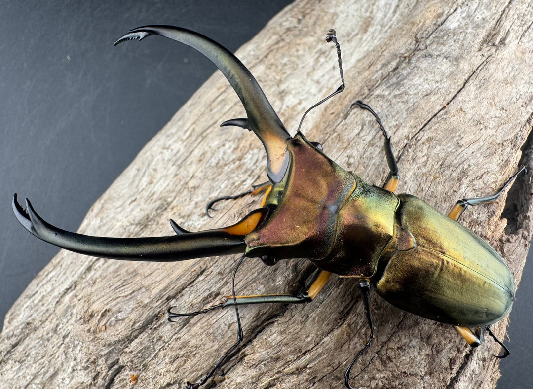 【WD】《エラフスホソアカ 91.5mm ペア》