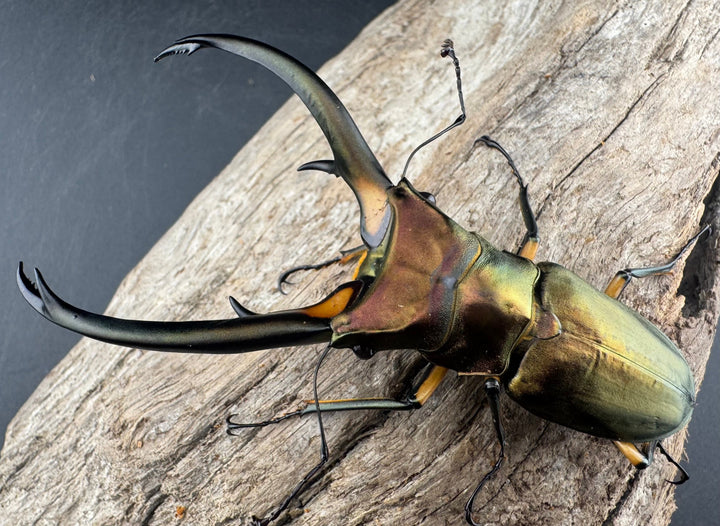 【WD】《エラフスホソアカ 91.5mm ペア》