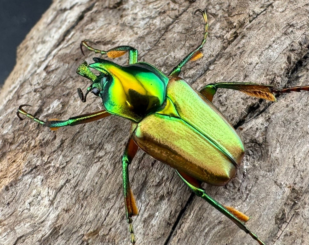 【WD】《モーニッケヒメカブトハナムグリ カシブ産 Free ペア》①