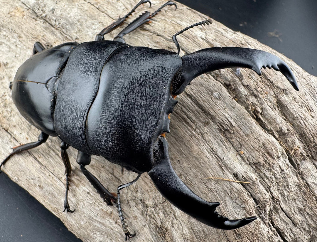 【WF1】《北カマリネスヒラタクワガタ 91.5mm ペア》