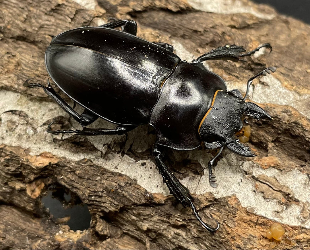 【WD】《アルケスツヤクワガタ 80mm A’品ペア》