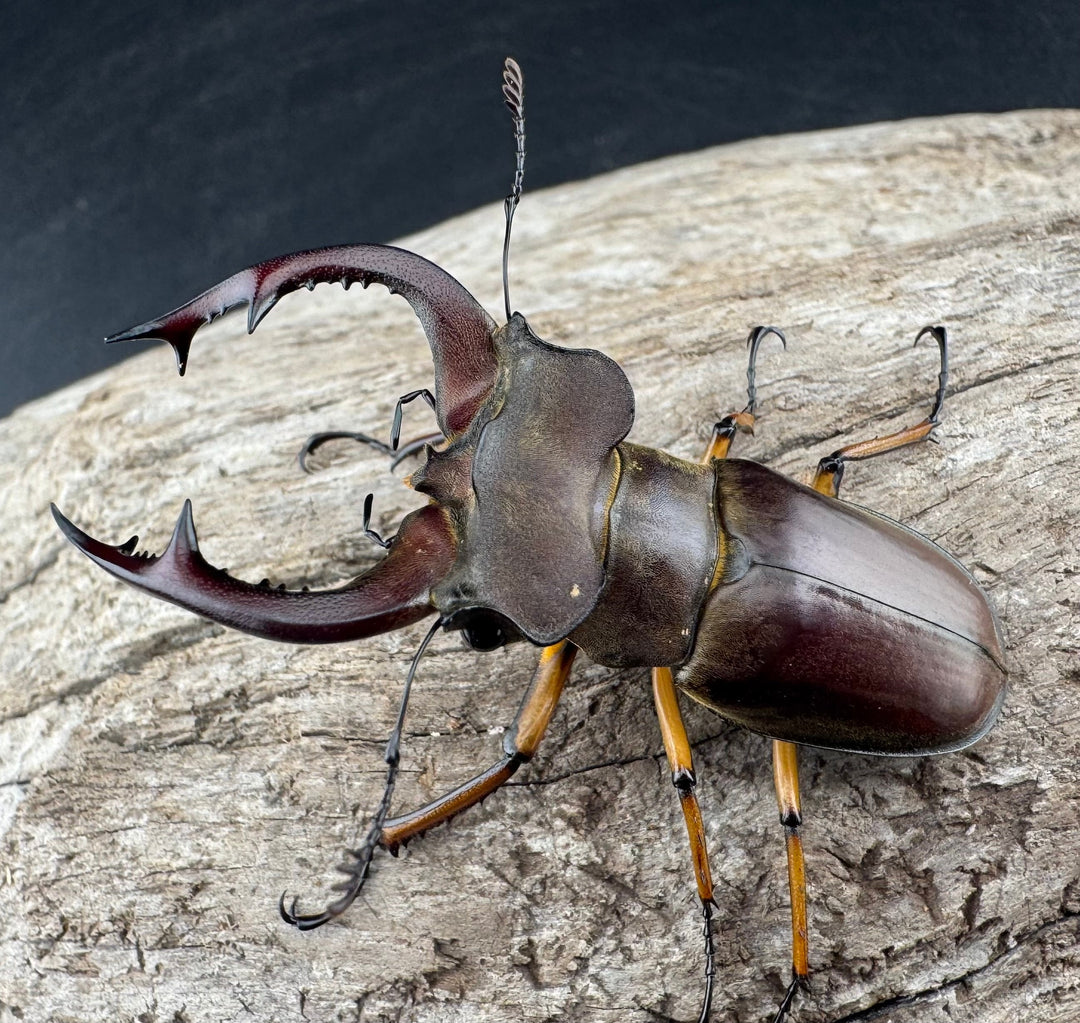 【WD】《フェアメイルミヤマ 雅安市産 55mm ペア》