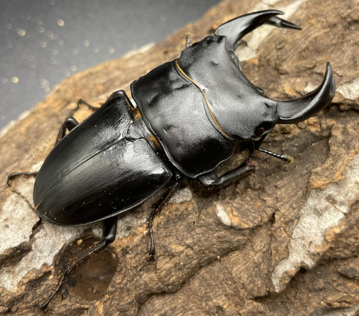 《ホペイオオクワガタ SL血統 73mm ペア》