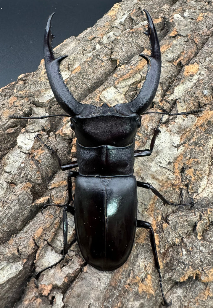 【WD】《マンディブラリスフタマタ 100mm ペア》