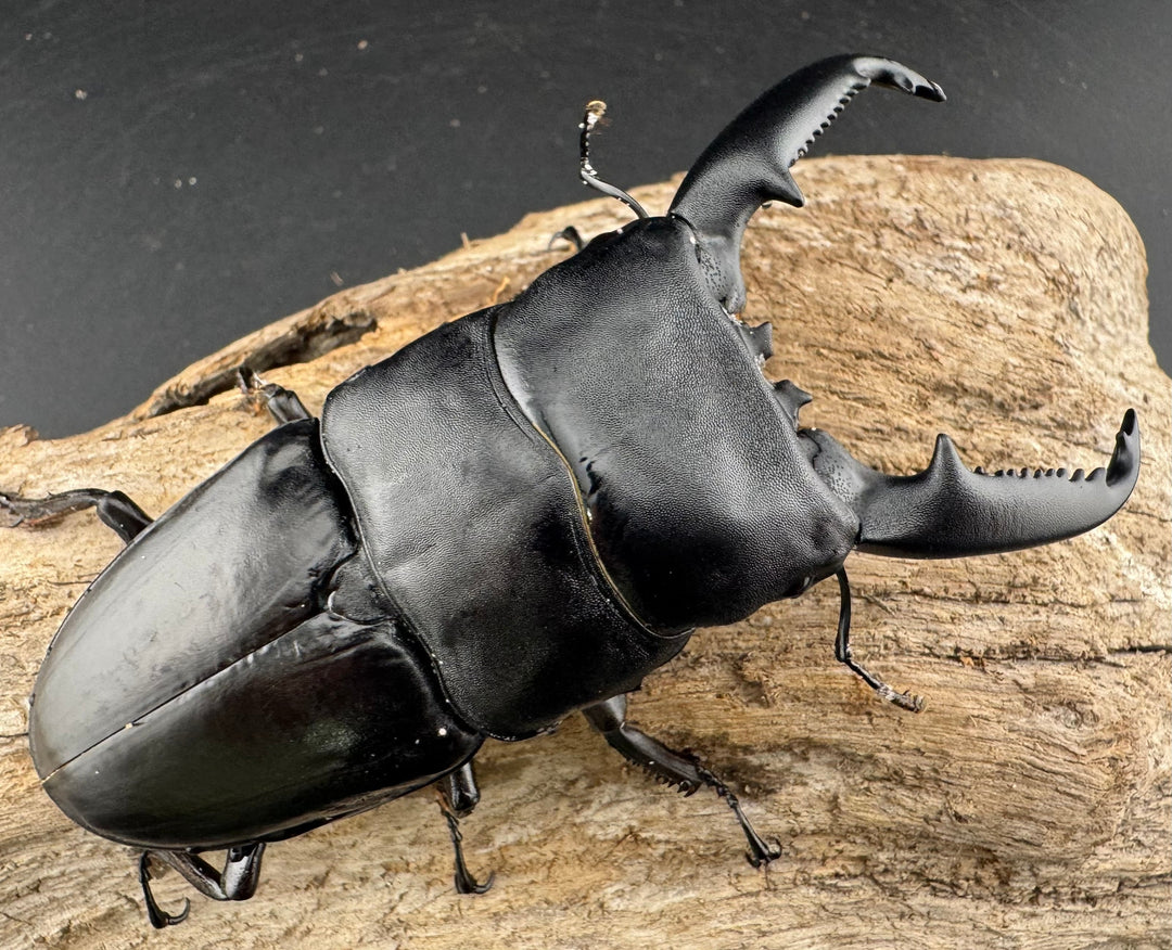 【WD】《パラワンオオヒラタ ガントン産 97mm ペア》