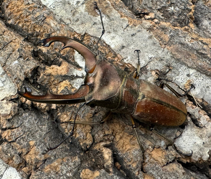 【WD】《ズベールホソアカ 51mm ペア》