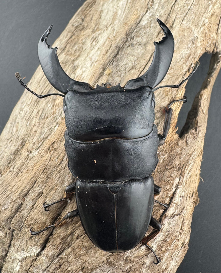 【WD】《スマトラオオヒラタ ベンクール産 84mm ペア》