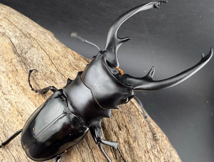 【WD】《インターメディアツヤクワガタ ネグロス島産 96mm ペア》