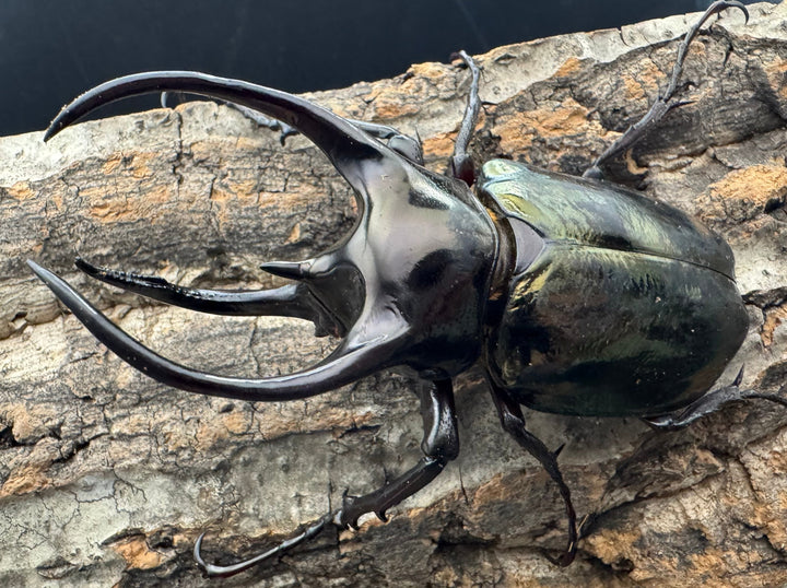 【WD】《ミンダナオアトラスオオカブト 95mm ペア》