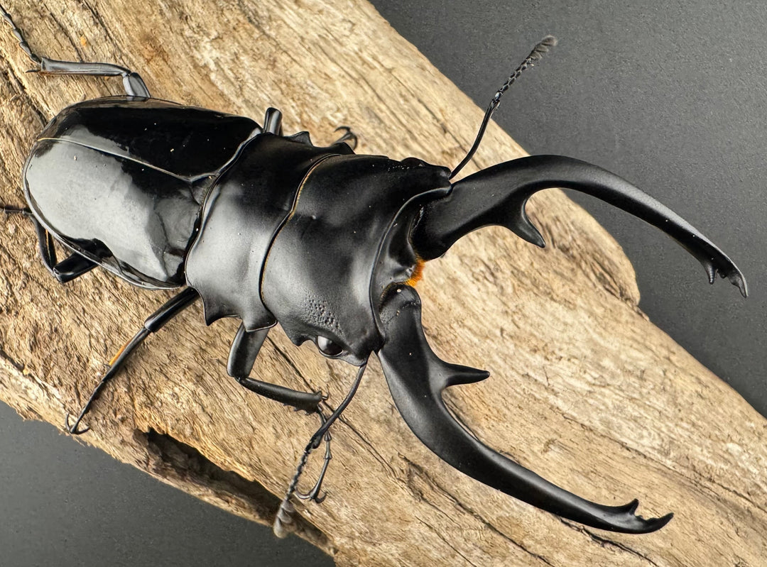 【WD】《インターメディアツヤクワガタ ネグロス島産 97mm ペア》