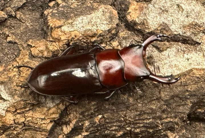 《モートゥオセスジ原名亜種 ♂♀♀♀》