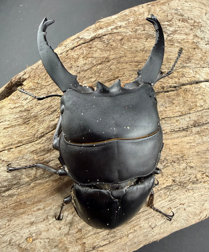 【WD】《アルキデスヒラタ アチェ産 長歯 87mm ペア》