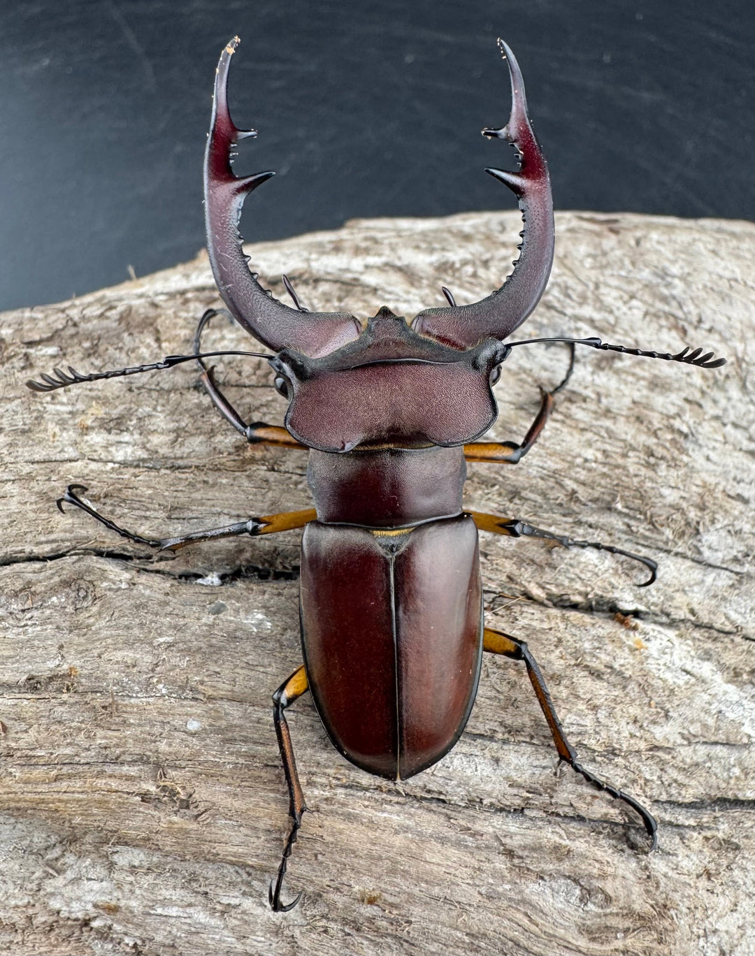 【WD】2018新種記載《ジュシャンミヤマ 58mm ペア》②