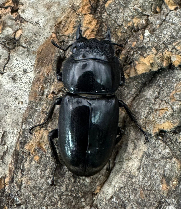 【WD】《東ペレンヒラタクワガタ 80mm ペア》