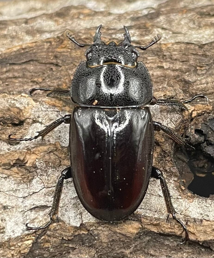 《レニノコギリ 紋あり 56mm ペア》①