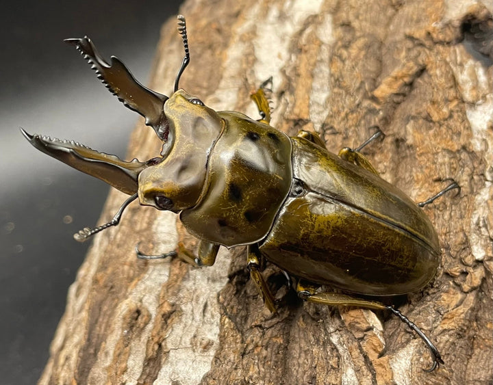 《ババオウゴンオニクワガタ 69mm ペア》