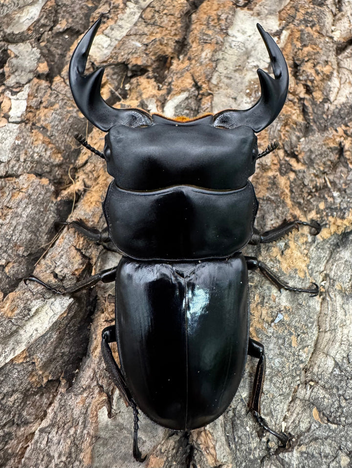 【WF1】《マレーアンタエウス ケランタン産 75mm ペア》