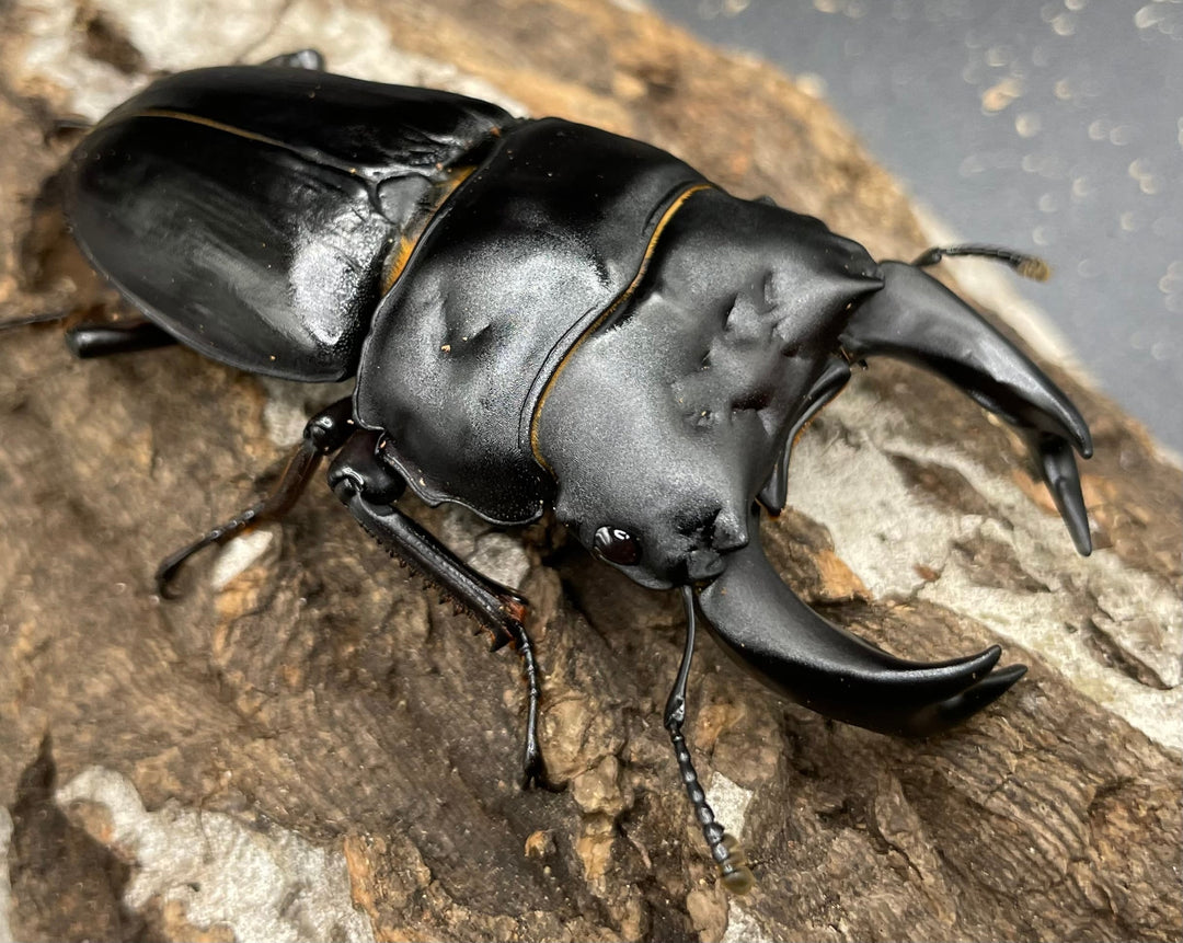 《ホペイオオクワガタ SL血統 73mm ペア》