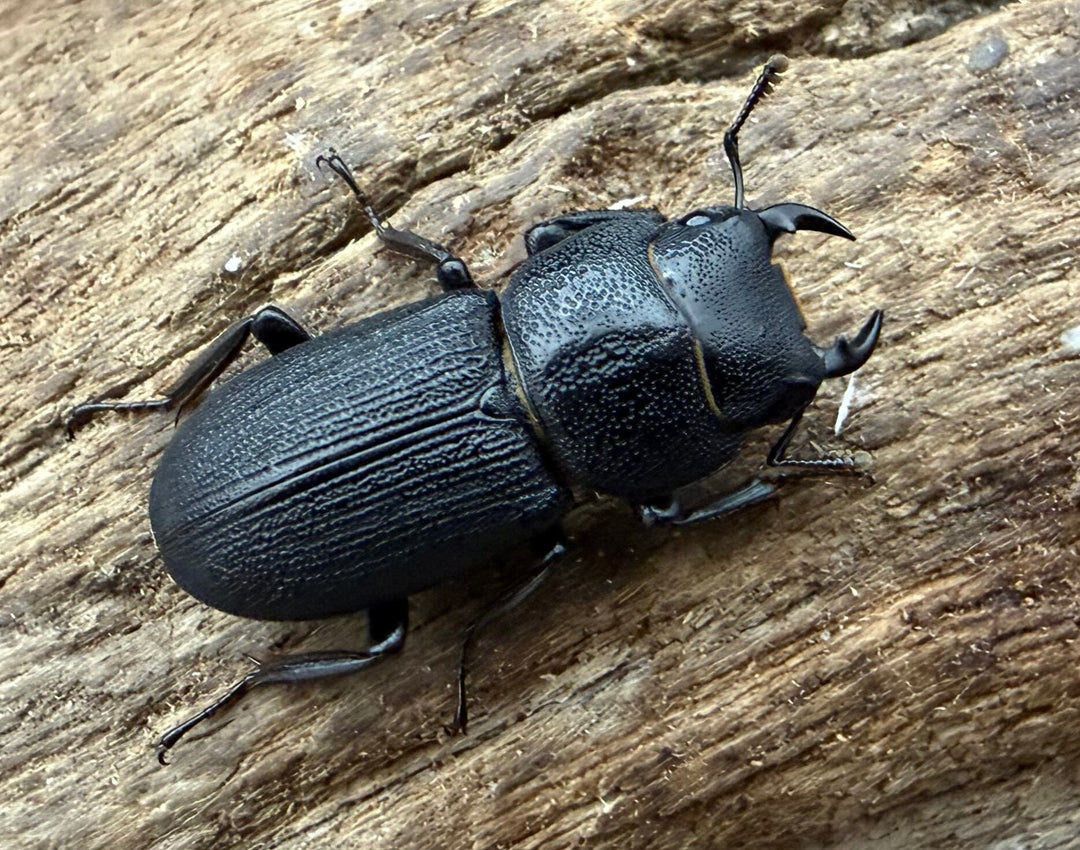 【WD】《ドルクス zhouchaoi（メンシウス ssp.） 21mm ペア》