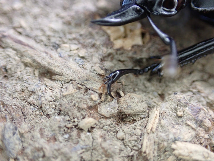 松本様専用分割残金分【WD】《雲南産ウエストウッディ亜種カズミアエ ♀単 A’品》