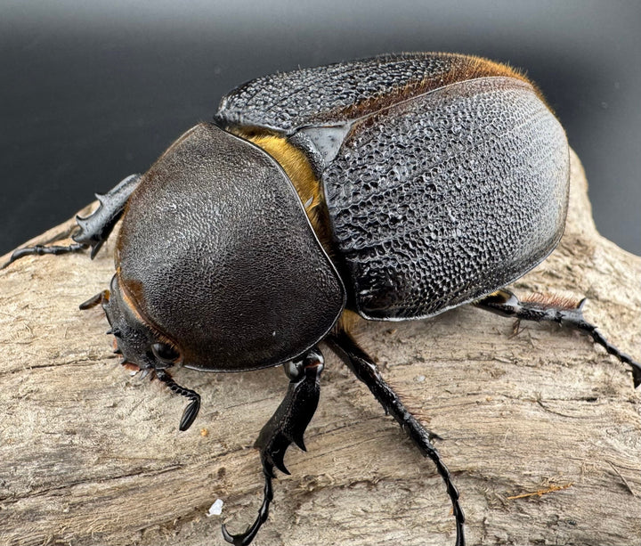 【WD】《ヘラクレス・リッキー コロンビア産 68.5mm ♀単》