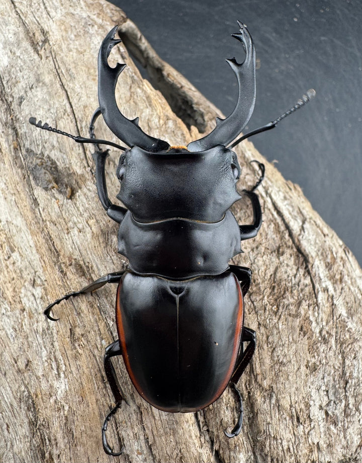 【WD】《クベラツヤクワガタ亜種sinensis 浙江省産 72mm ペア》