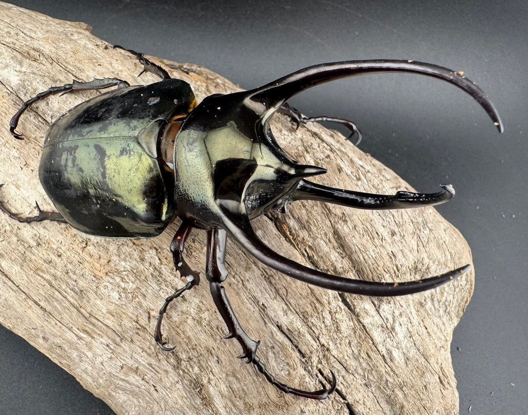 【WD】《ミンダナオアトラスオオカブト マラグサン 産 93mm A’品ペア》