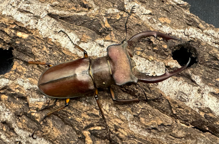 【WD】《ルックミヤマ 62mm ペア》