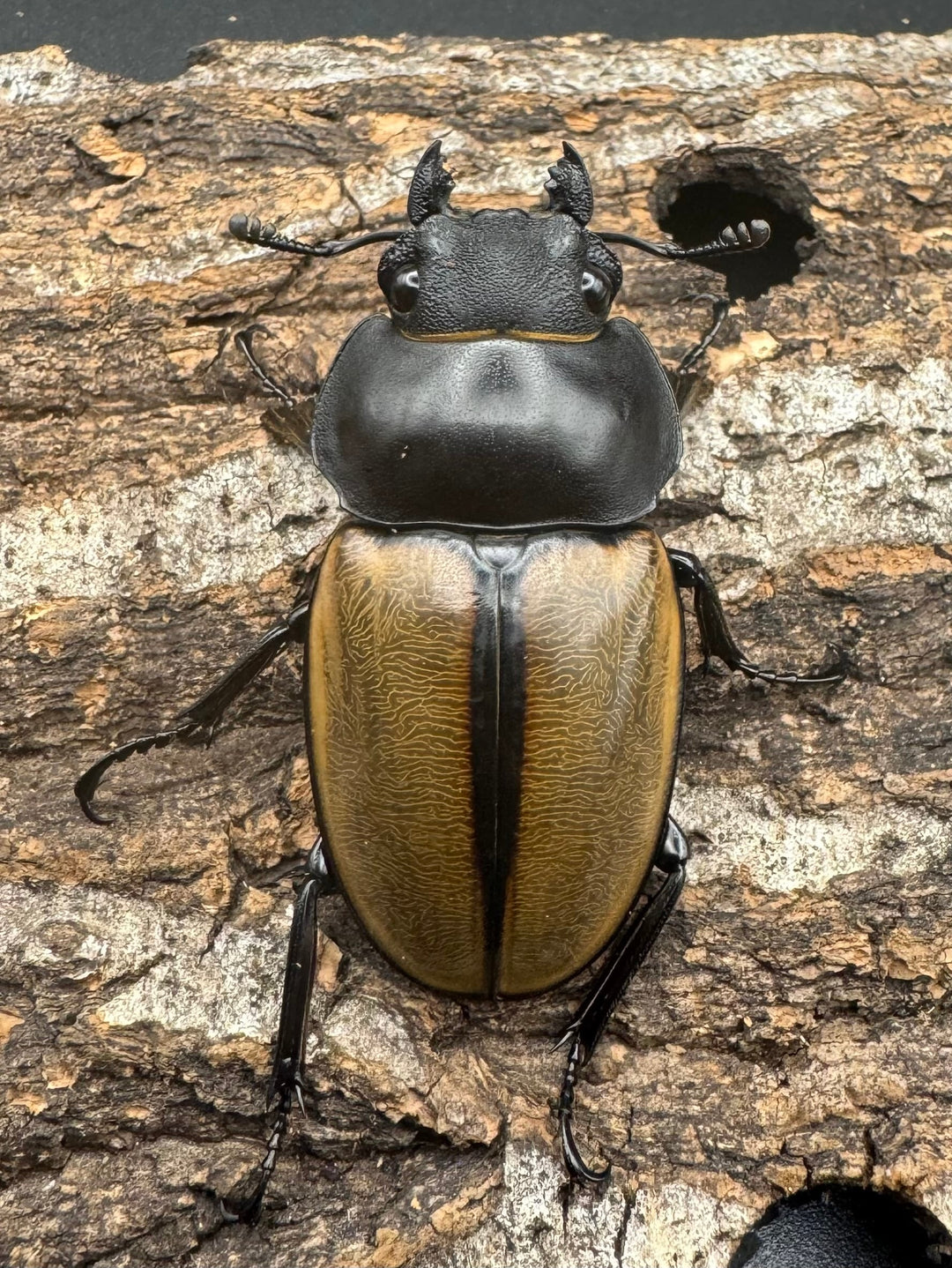 【WD】《カステルナウディツヤクワガタ 72.5ｍｍ ペア》