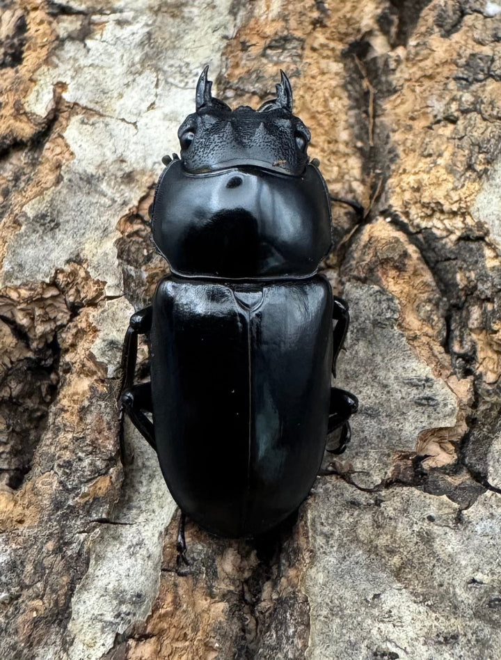 【F0】《アカアシクワガタ亜種miyamai 42mm ペア》