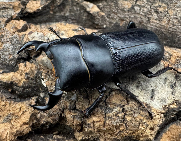 【WD】《ドルクス メンシウス 34ｍｍ ペア》