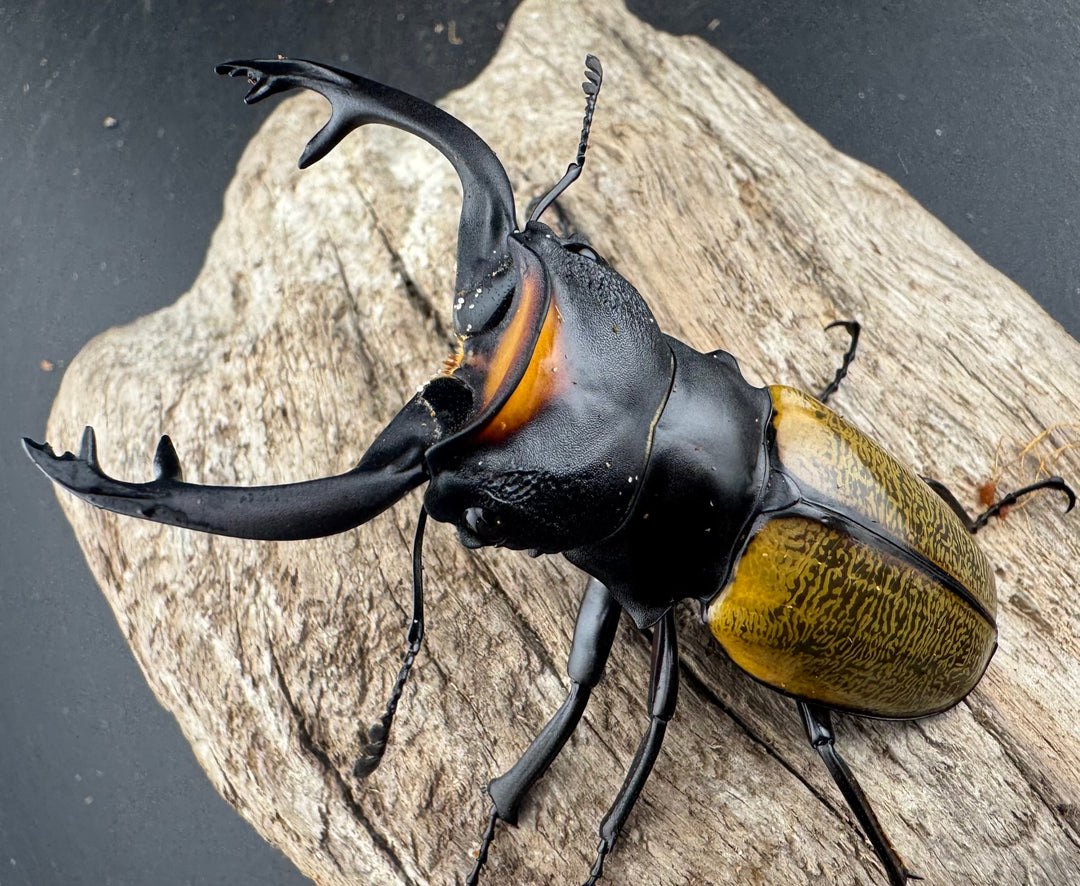 【WD】《スペクタビリスツヤクワガタ 75.5mm ペア》