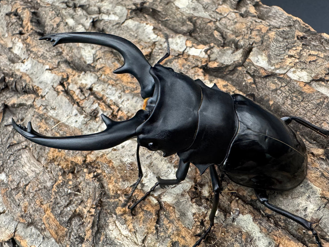 【WF1】《インターメディアツヤクワガタ 94mm ペア》