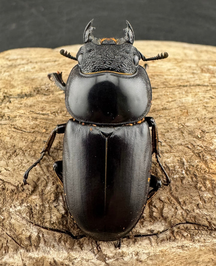 《マレーアンタエウスオオクワ 74mm ペア》