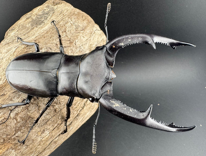 【WD】《マンディブラリスフタマタ 103.5mm ペア》