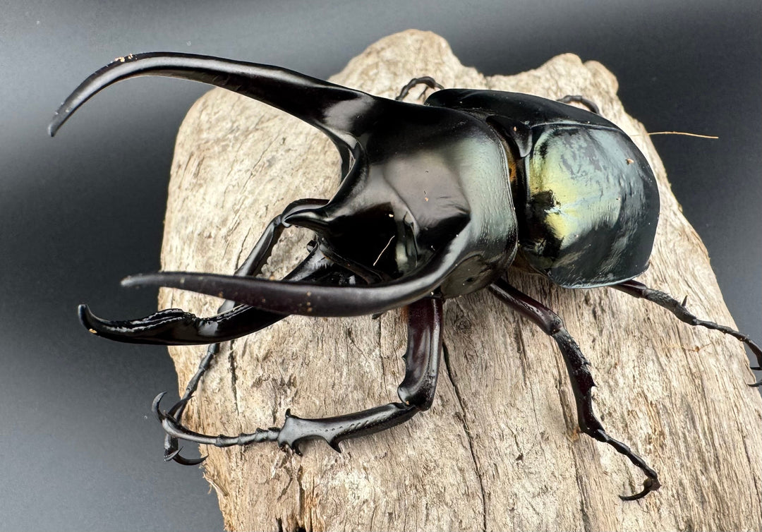 【WD】《ミンダナオアトラスオオカブト キダパワン産 89mm ペア》