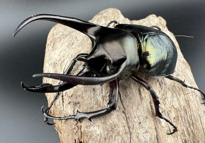 【WD】《ミンダナオアトラスオオカブト キダパワン産 89mm ペア》