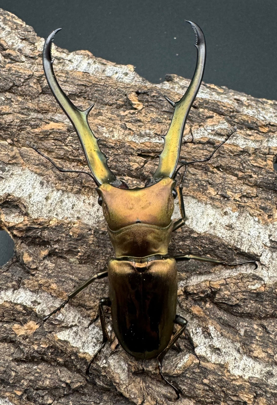 【WD】《メタリフェルホソアカ 81mm ペア》