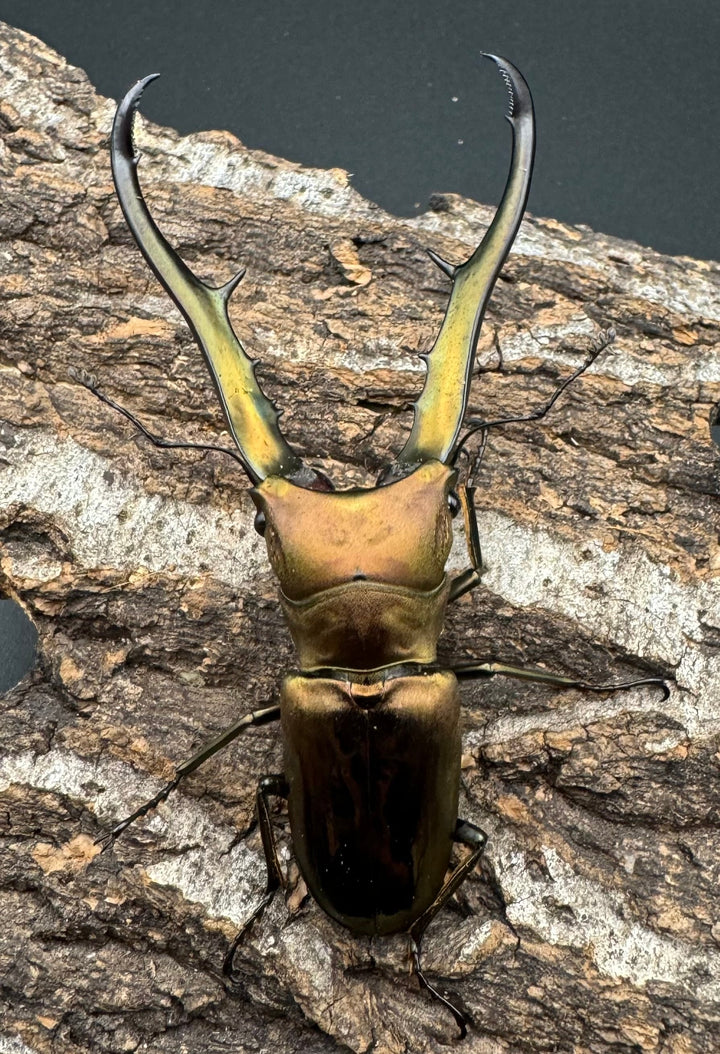 【WD】《メタリフェルホソアカ 81mm ペア》