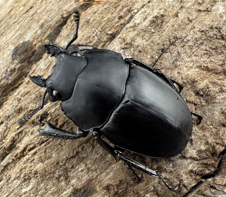 【WD】《プラティノータツヤクワガタ原名亜種 海南省産 25.5mm-26.5mm ♀単》