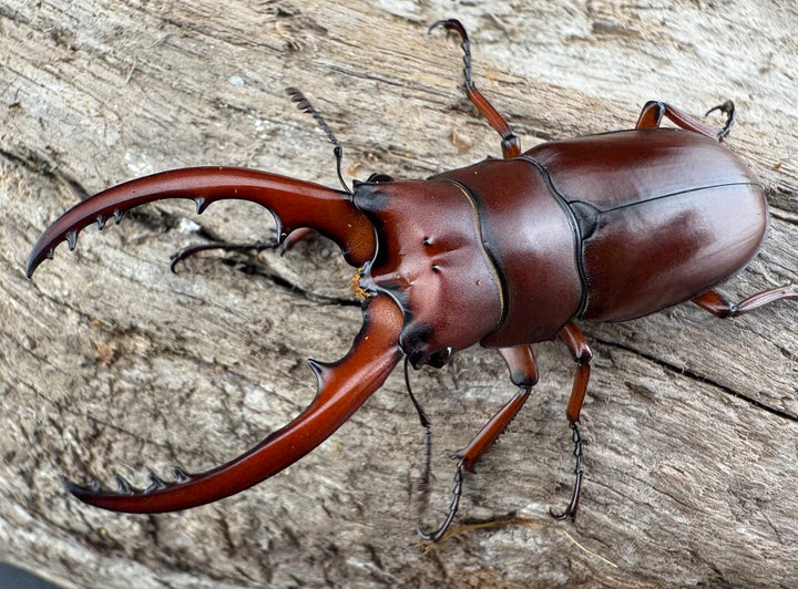 【WD】《アスタコイデス亜種fraternus 51mm ペア》