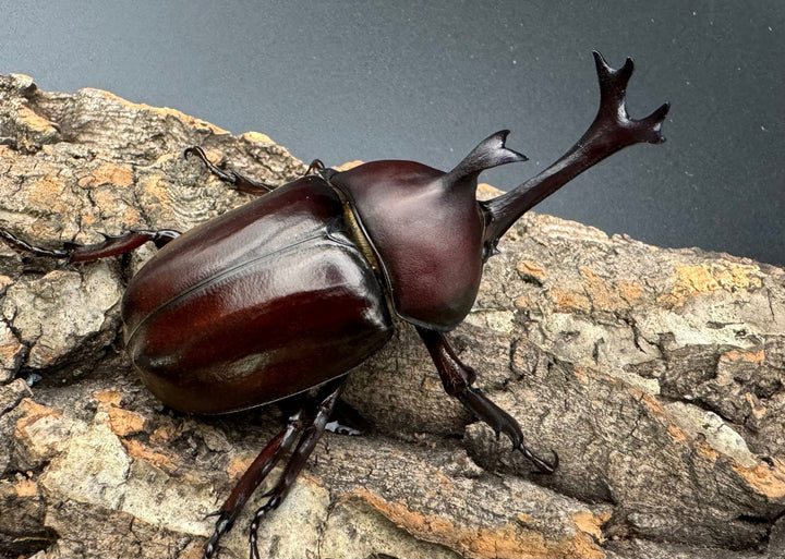 特別特価!!《ヤマトカブトムシ 八王子産 ペア》