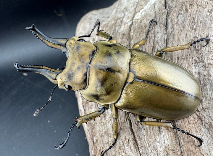 【F0】《ローゼンベルグオウゴンオニクワガタ 69mm ペア》