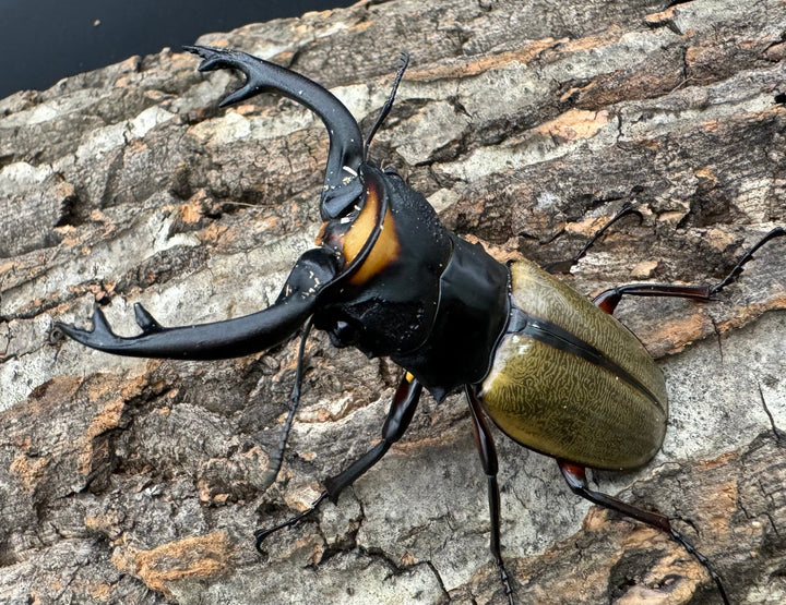 【WD】《ラコダールツヤクワガタ 77.5mm ペア》